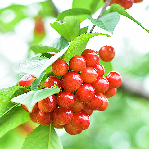 九游电竞平台大红樱桃三