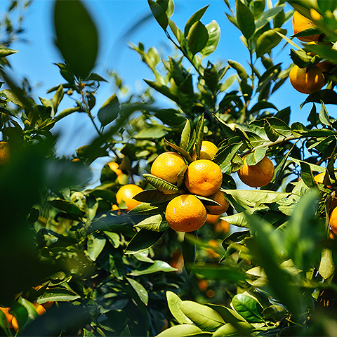 九游电竞平台热带水果六